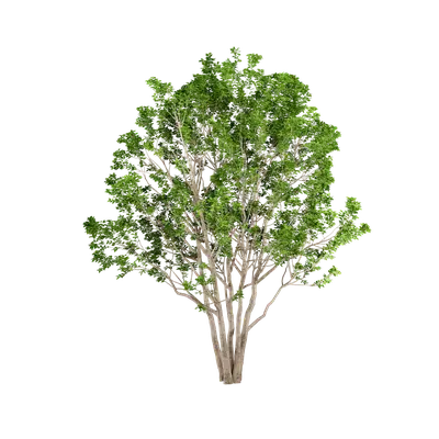 Ligustrun lucidum Ait 02