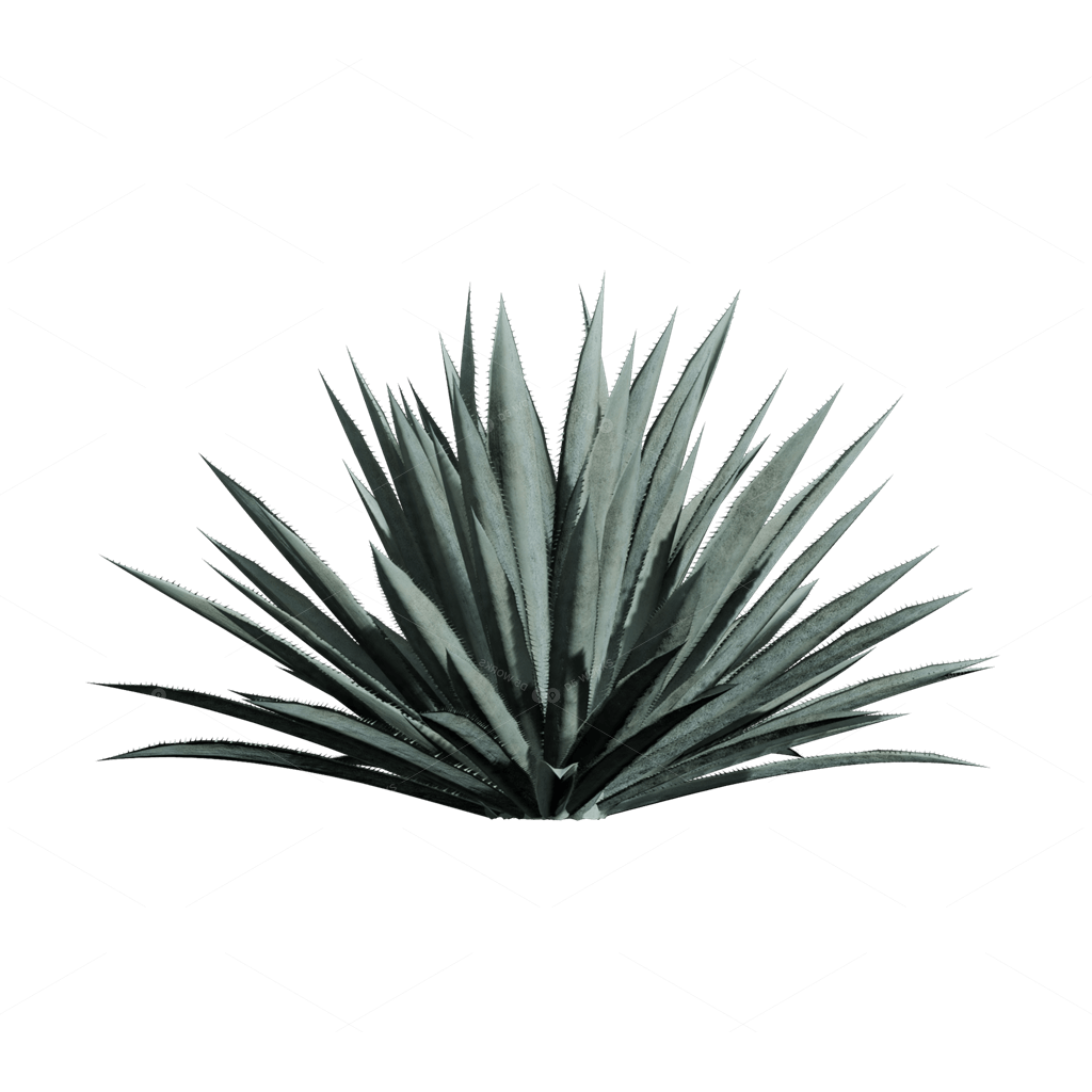Xerophyte Plants 3D Models