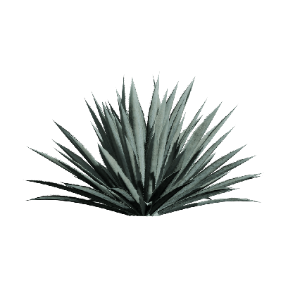 Xerophytes Agave americana 07