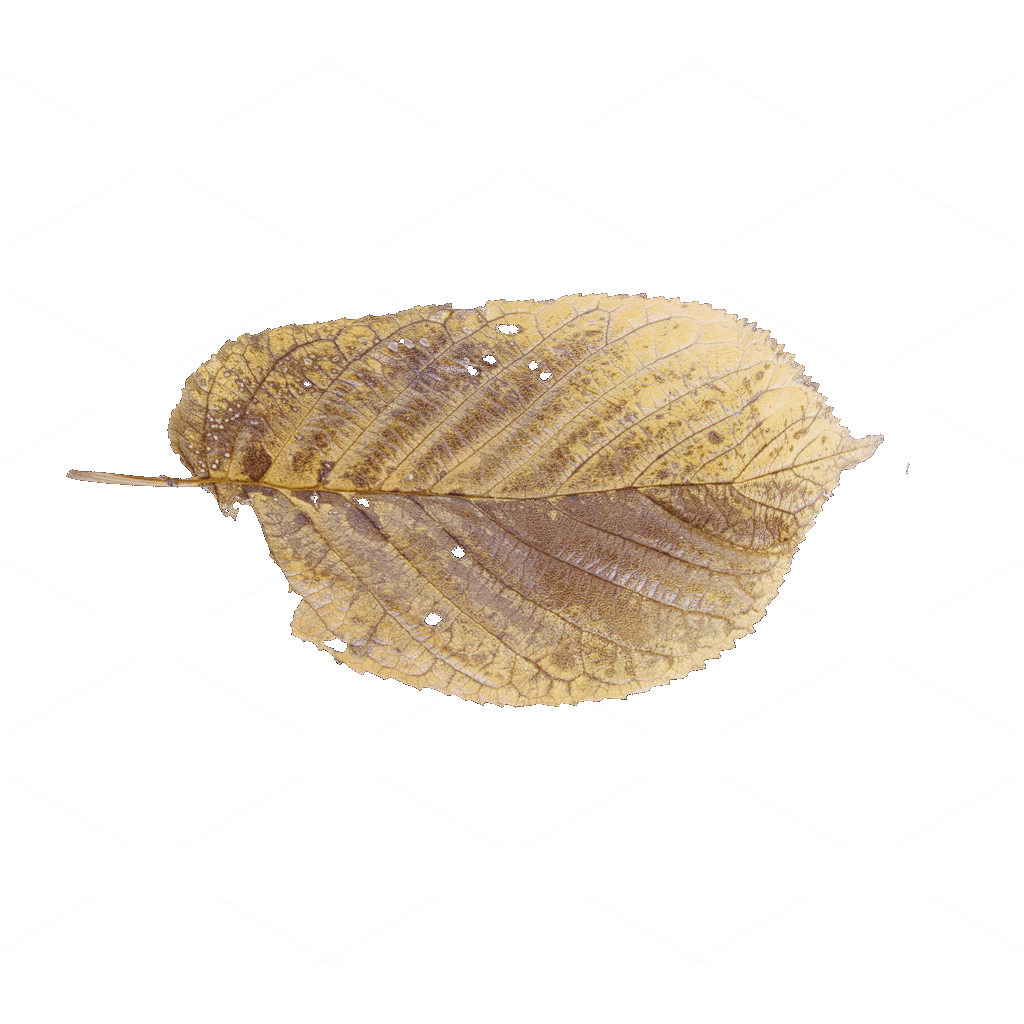 Other Botanicals 3D Models