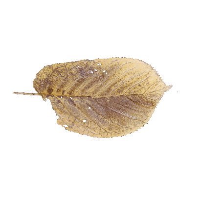 Other Plants leaf 70 