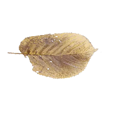 leaf 70 3d model