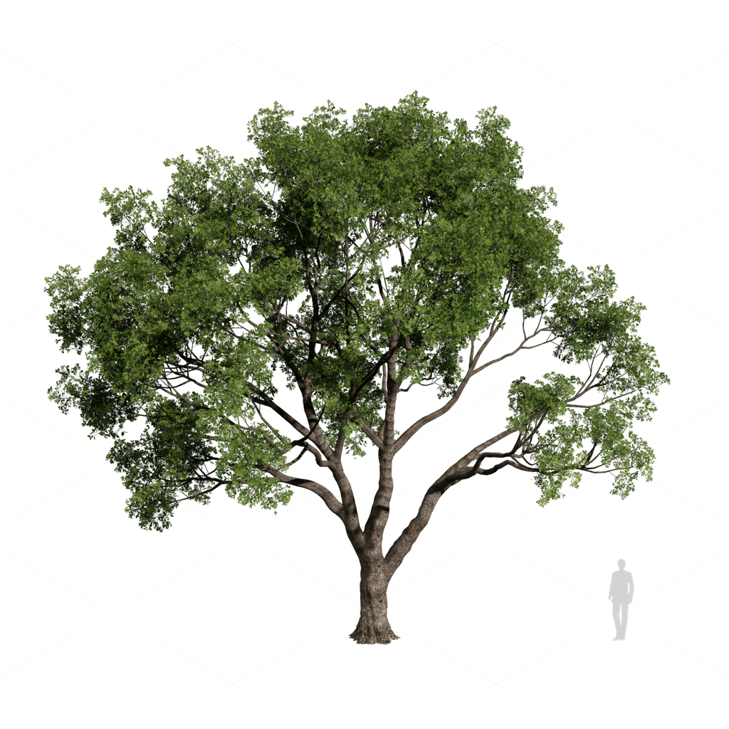 Trees 3D Models