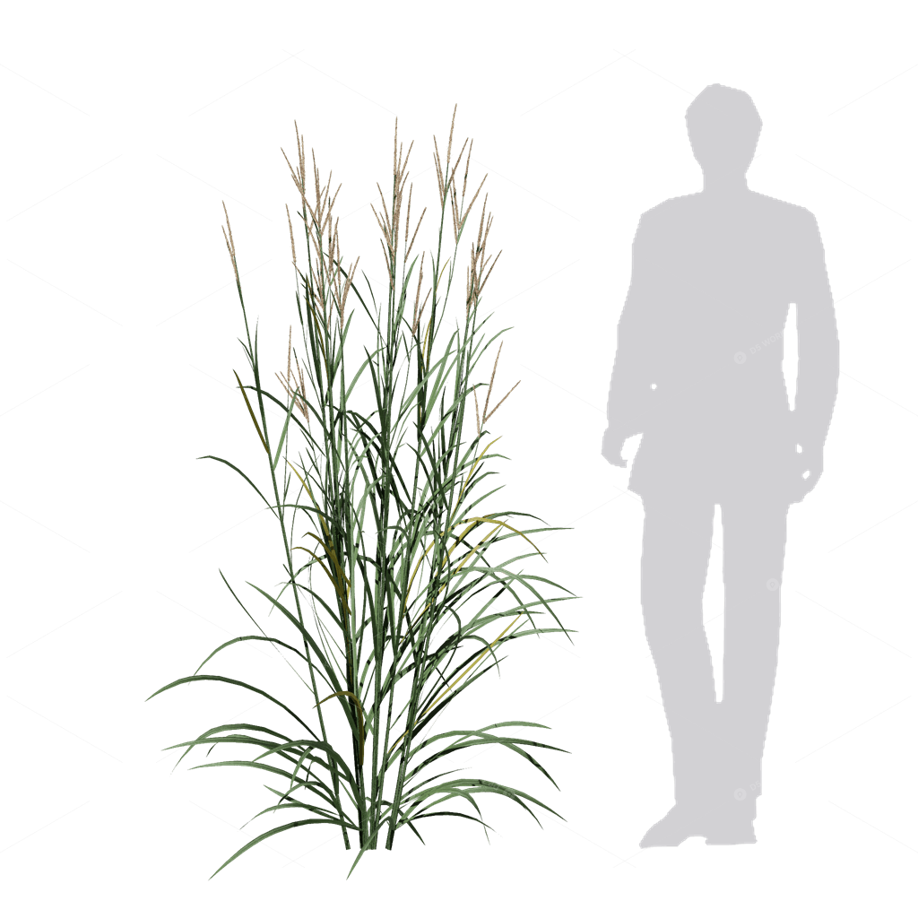 Flowers 3D Models
