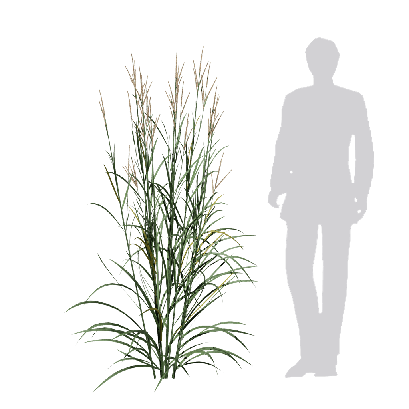 Grass Andropogon gerardii 03