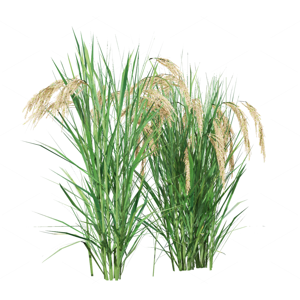 Crops 3D Models
