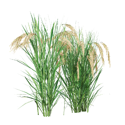 Crops Oryza sativa 07