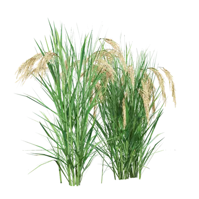 Oryza sativa 07