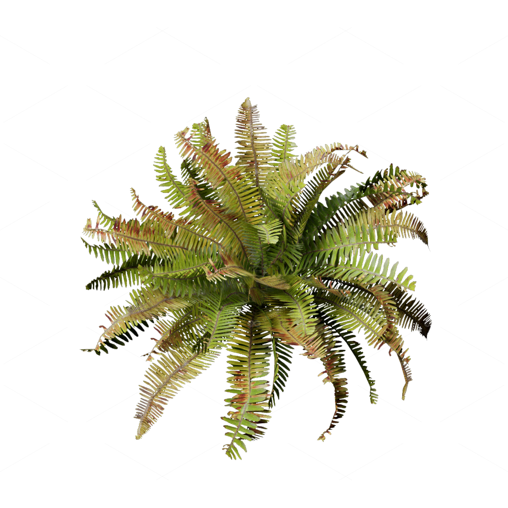 Flowers 3D Models