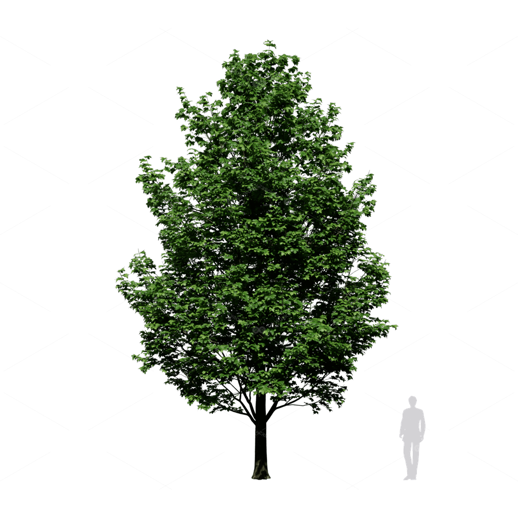 Trees 3D Models