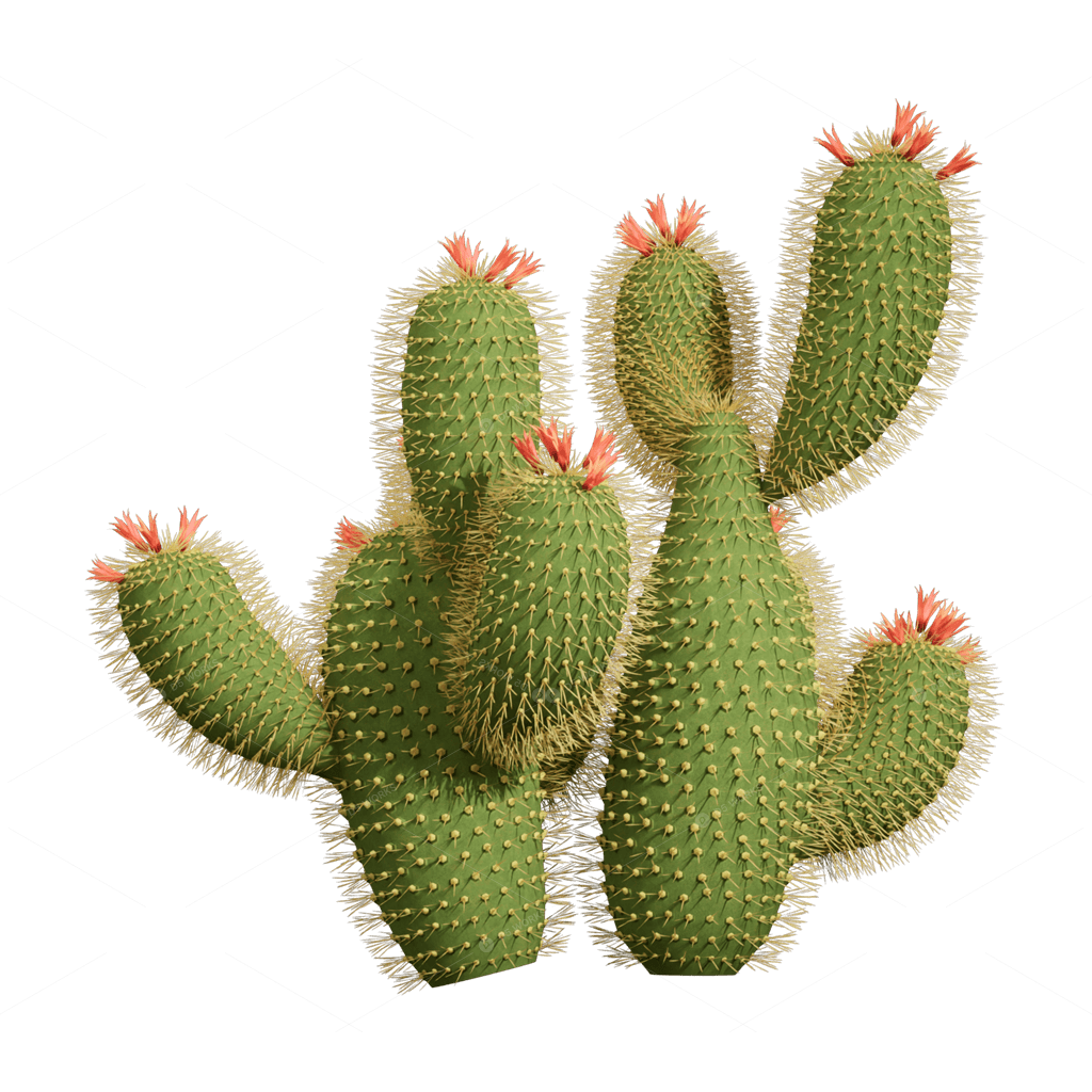 Xerophyte Plants 3D Models