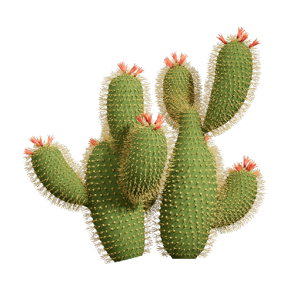 Xerophytes Cactus 01