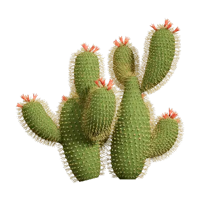 Cactus 01