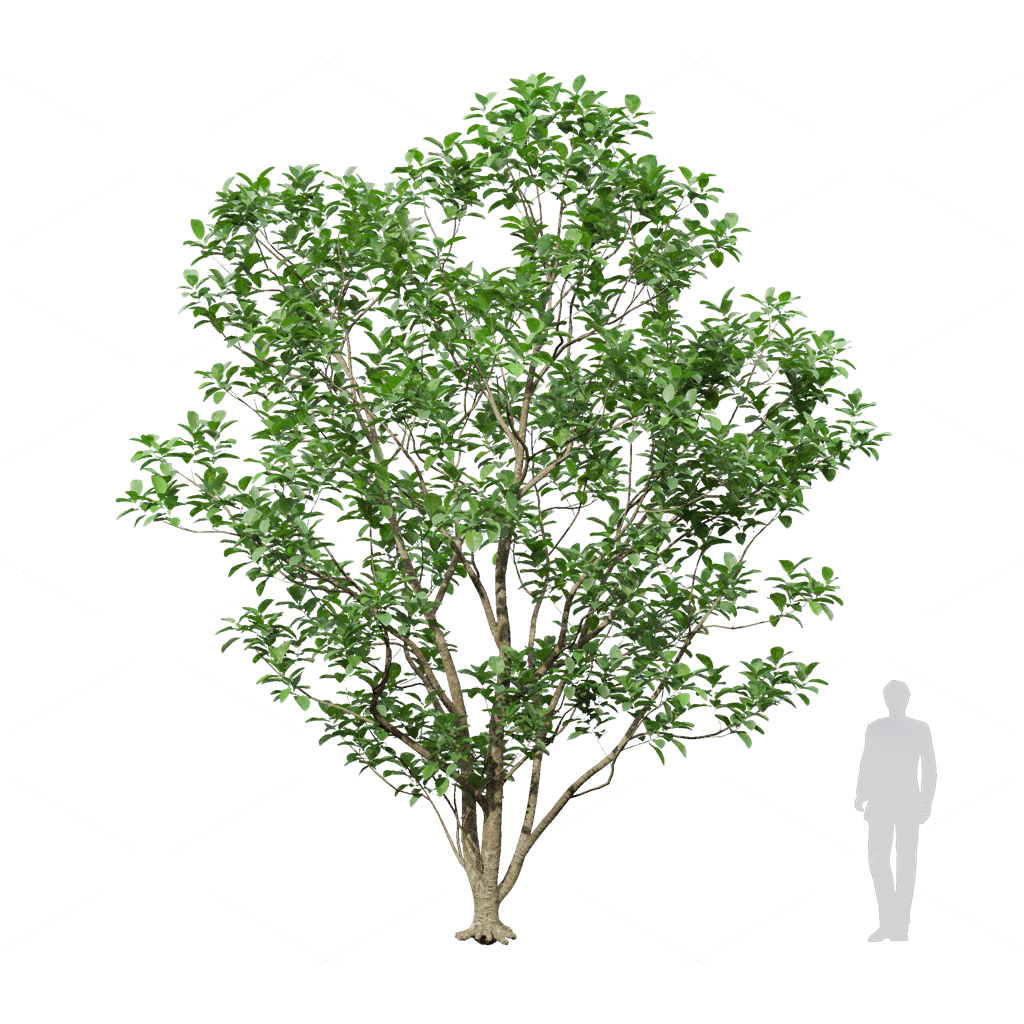 Trees 3D Models