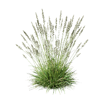 Grass Koeleria macrantha 08