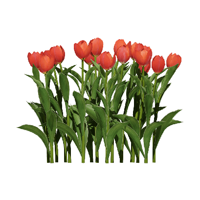 Grass Tulipa gesneriana 05