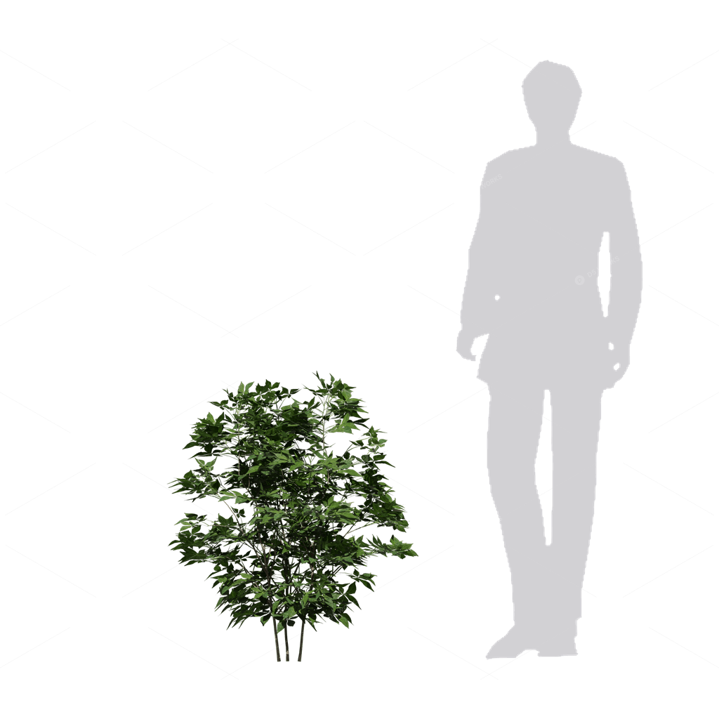 Shrubs 3D Models