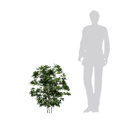 Shrub Eleutherococcus senticosus 02