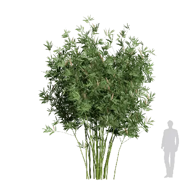 Alphonse karr bamboo