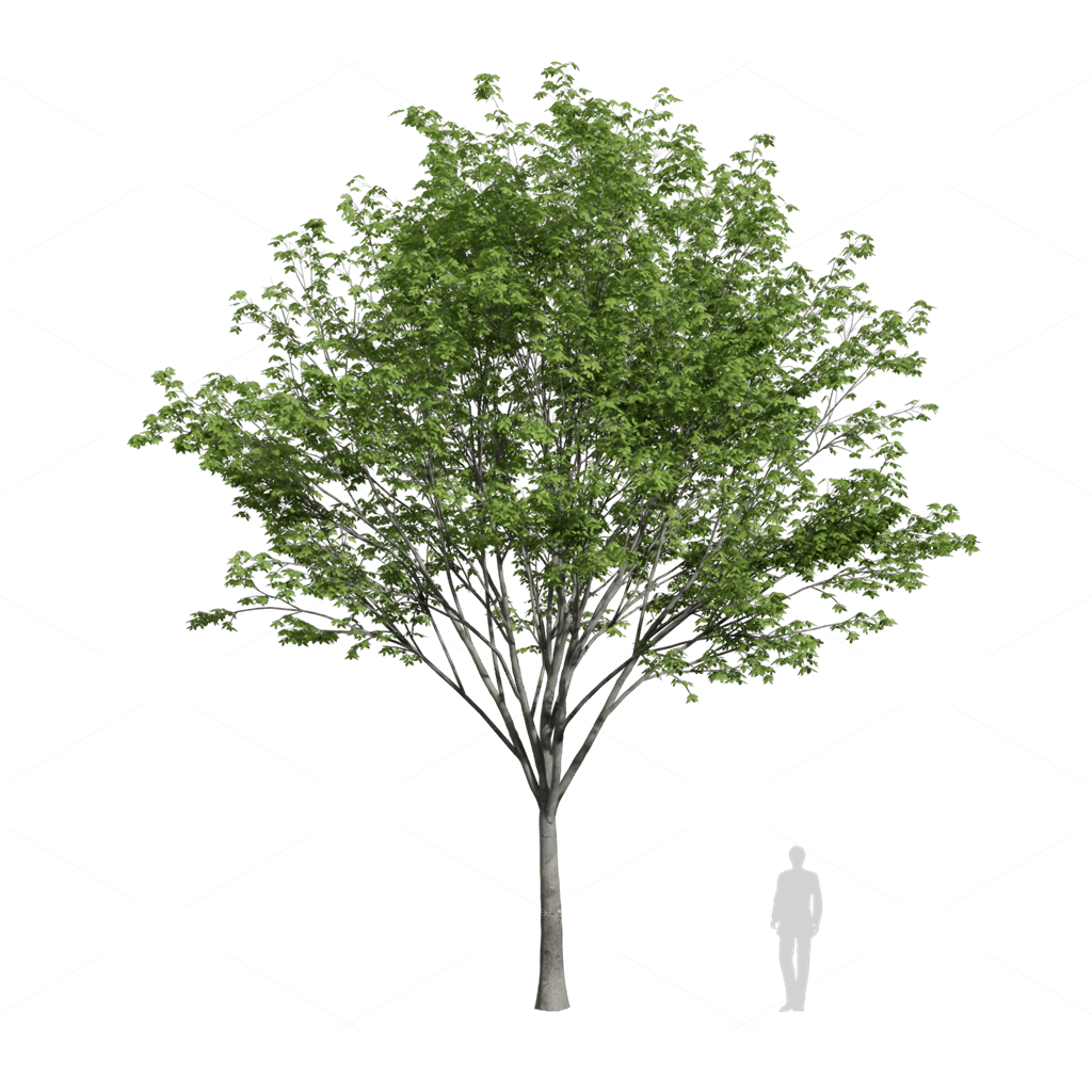 Trees 3D Models