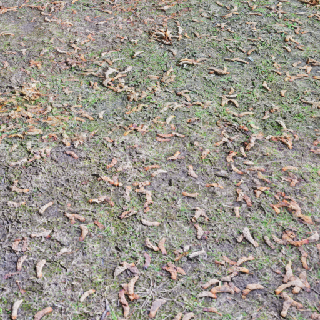 Muddy Ground Dry Deciduous Grassland