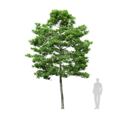 Elaeocarpus apiculatus 01