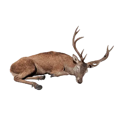 Deer 02 Sleeping 3d model