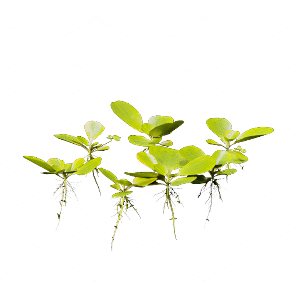 Aquatic Plants 3D Models