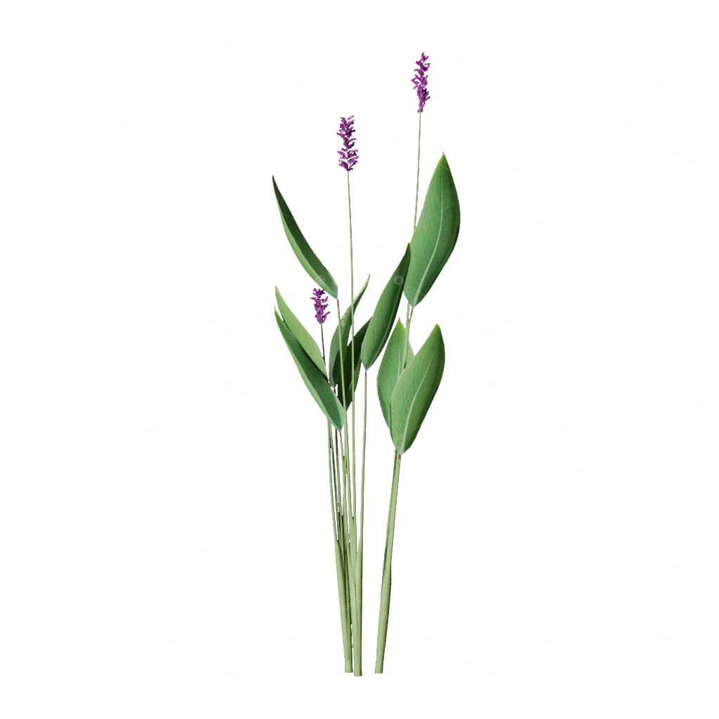 Aquatic Plants 3D Models