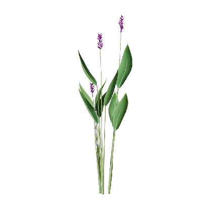 Aquatic Plants Thalia dealbata 02