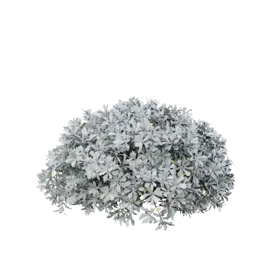 Crossostephium chinense 05 3d model