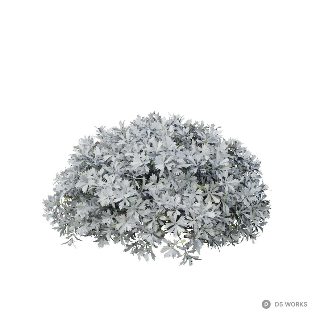 Crossostephium chinense 05 3d model - Image 1