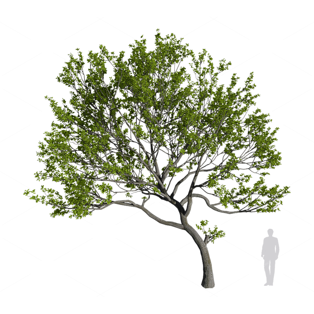Trees 3D Models