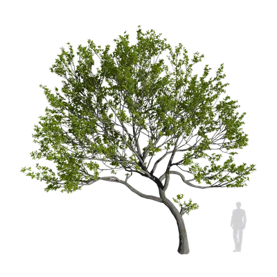 Celtis sinensis Pers  01 3d model