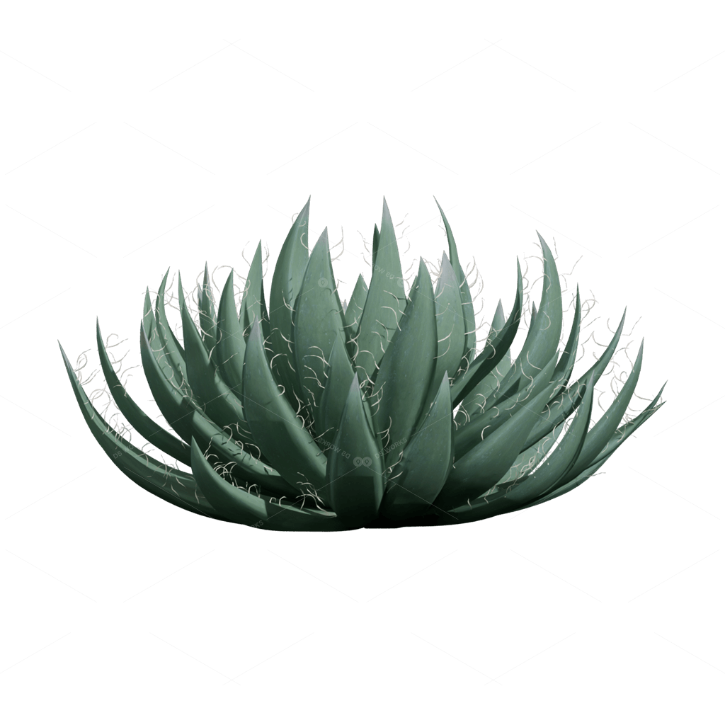 Xerophyte Plants 3D Models