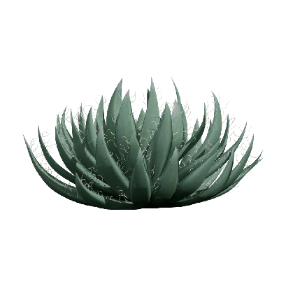Xerophytes Agave filifera 02