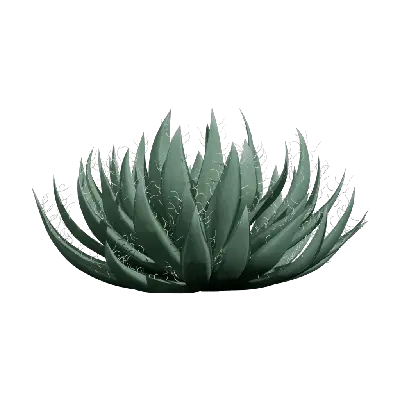 Agave filifera 02
