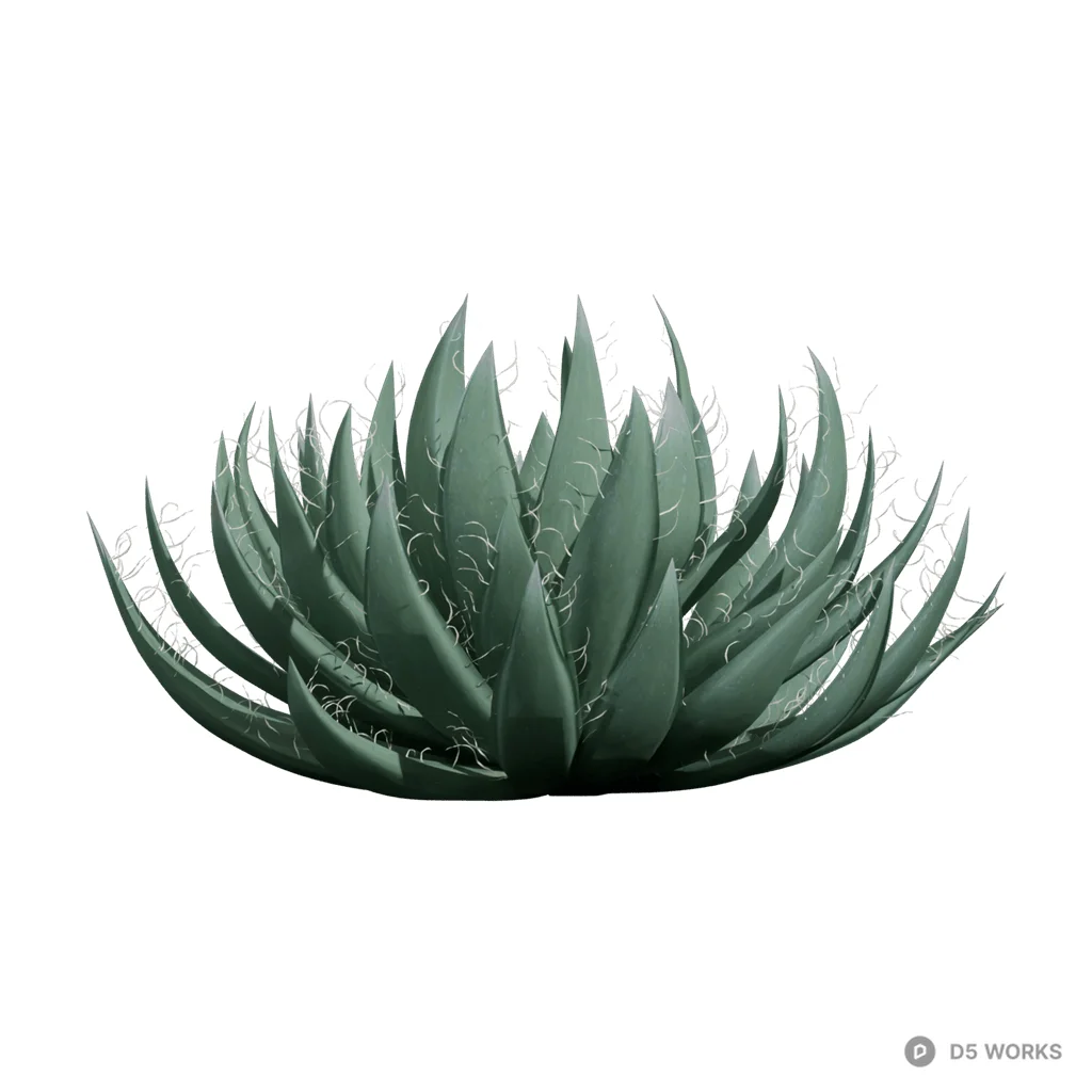 Agave filifera 02 3d model - Image 1