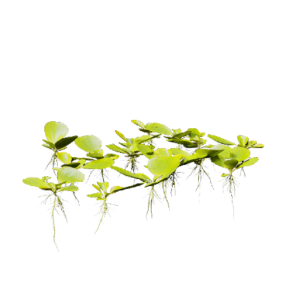 Aquatic Plants Pistia stratiotes 06