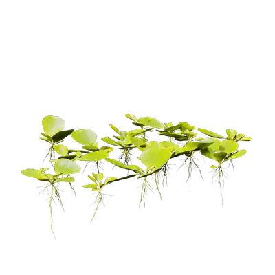 Pistia stratiotes 06