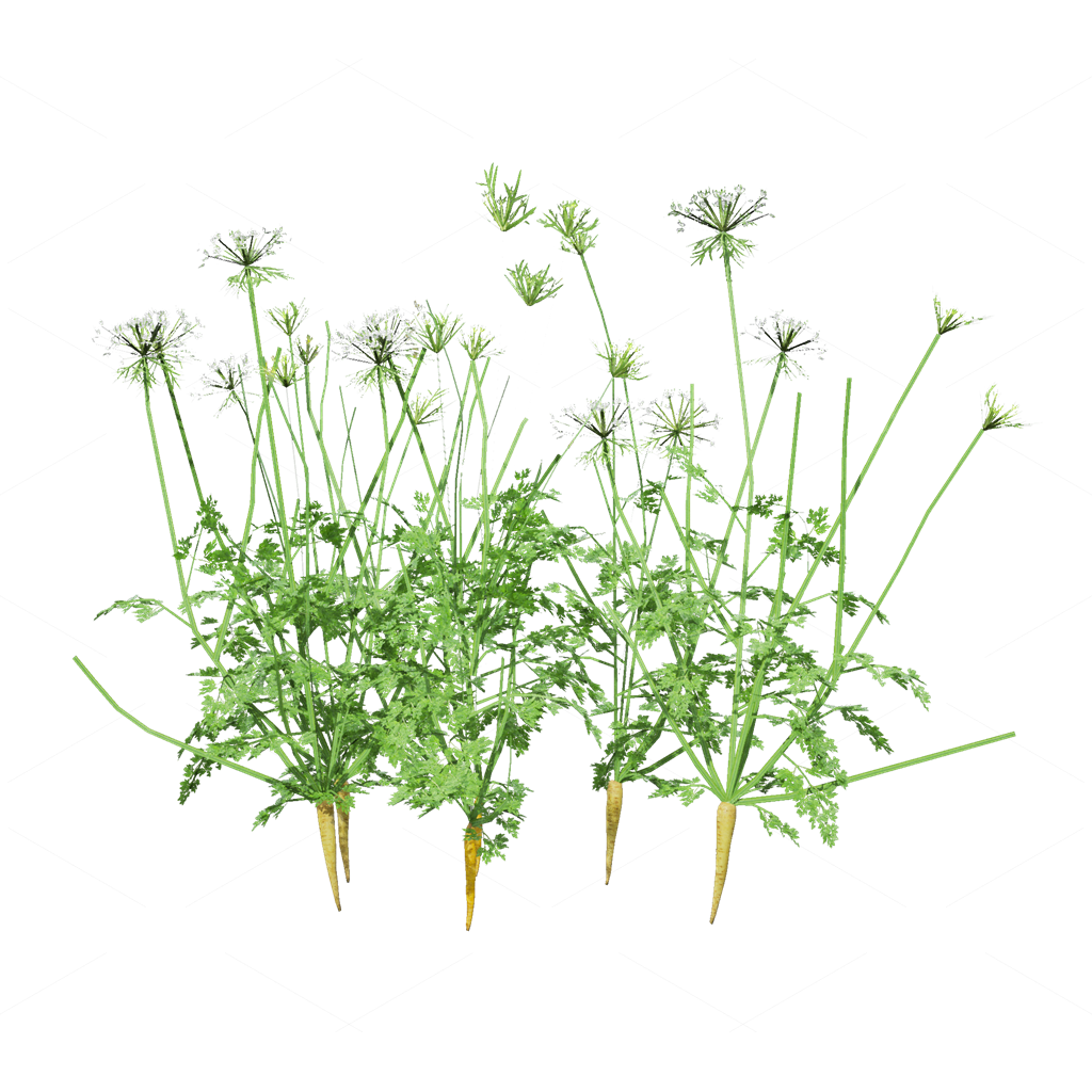 Crops 3D Models