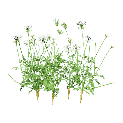 Crops Carrot 09