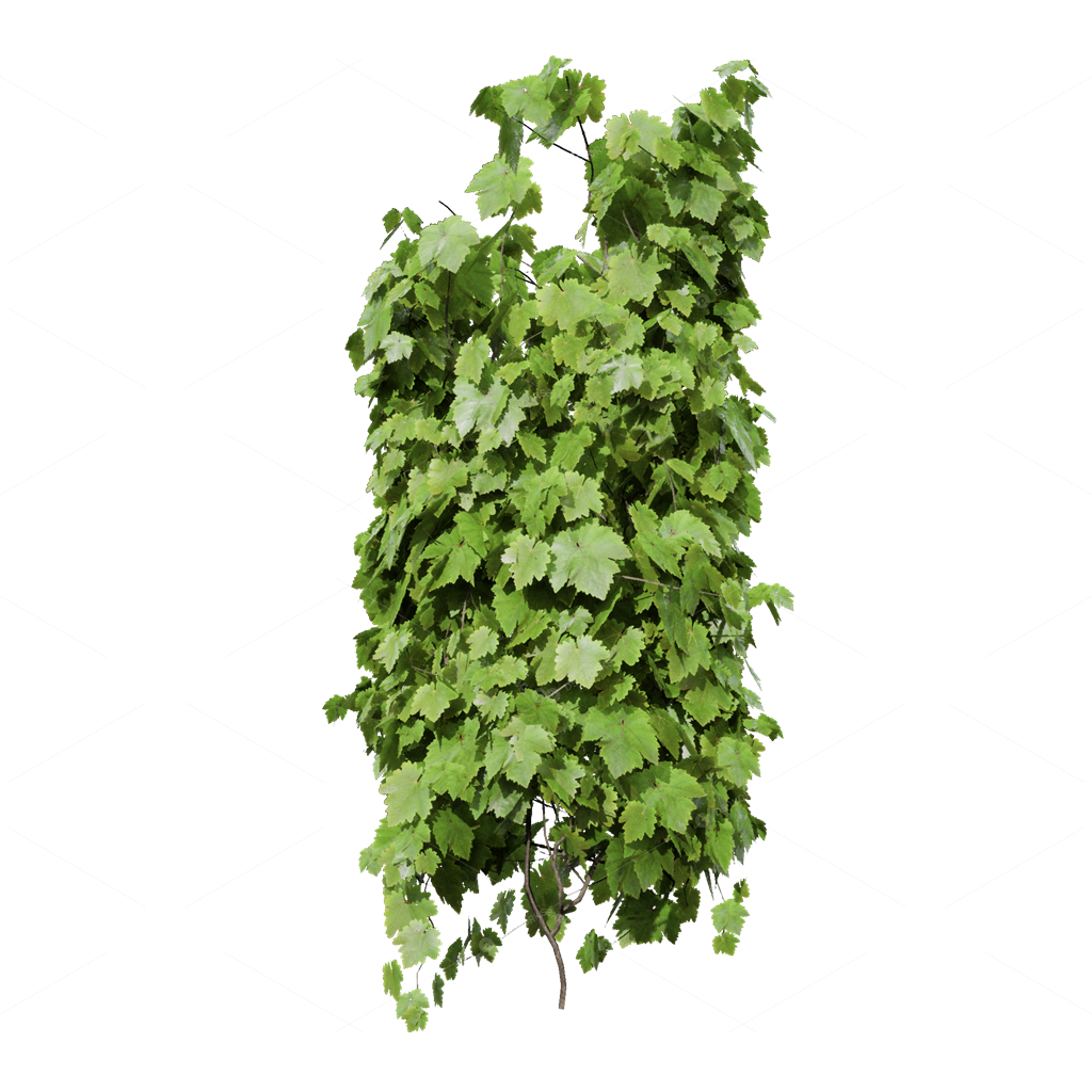 Climbing Plants 3D Models