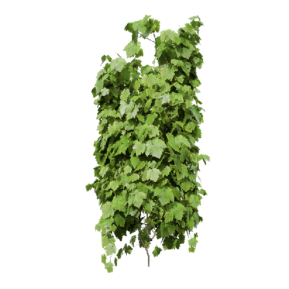 Climbing Plants Vitis vinifera 05