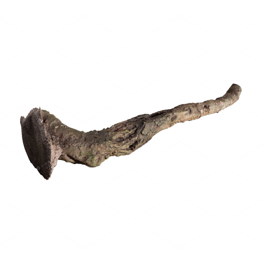 Other Botanicals 3D Models