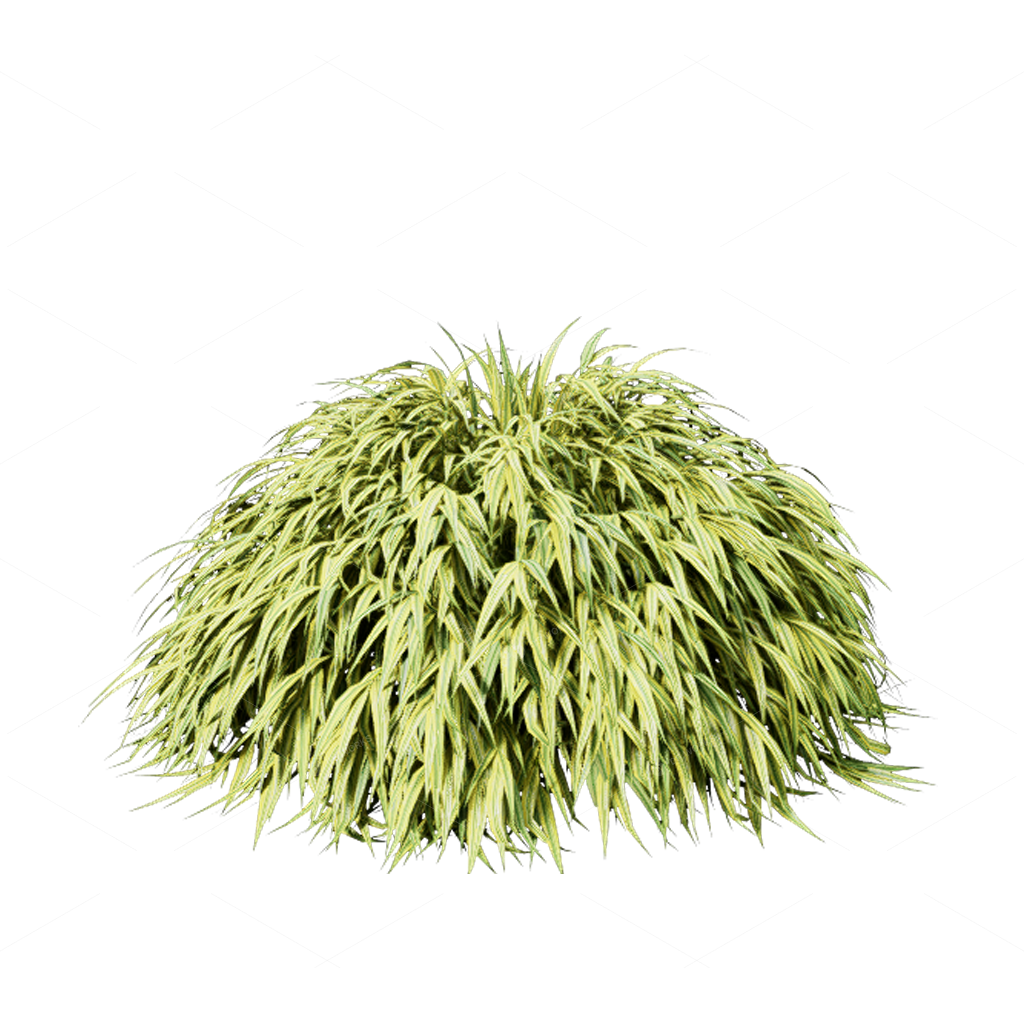 Flowers 3D Models