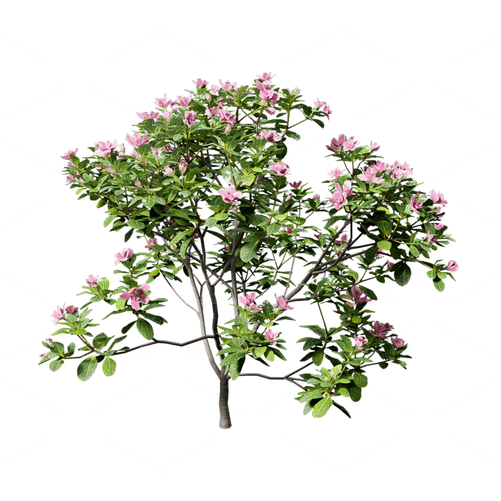 Shrubs 3D Models