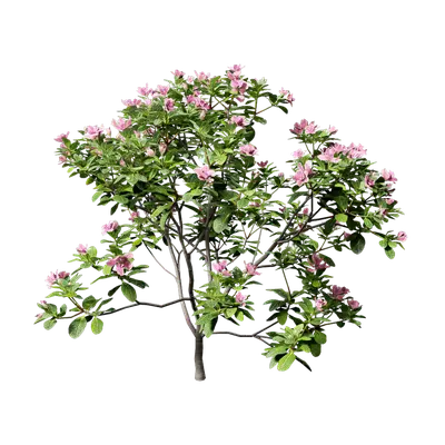 Rhododendron hybridum 03 3d model