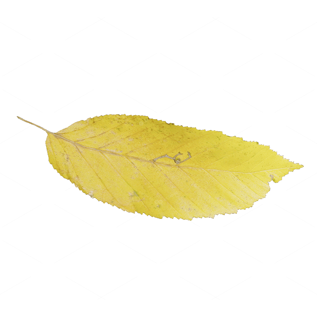 Other Botanicals 3D Models