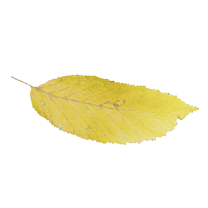 Other Plants leaf 56